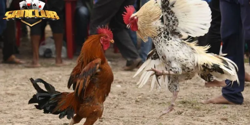 Áp dụng linh hoạt các cách xem màu mạng gà đá theo ngày khi chơi