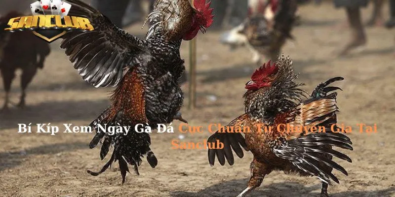 Bí Kíp Xem Ngày Gà Đá Cực Chuẩn Từ Chuyên Gia Tại Sanclub