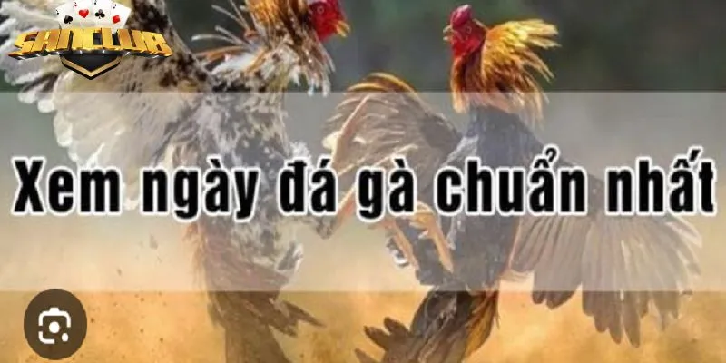 Bí quyết xem ngày đá gà cực chuẩn từ chuyên gia