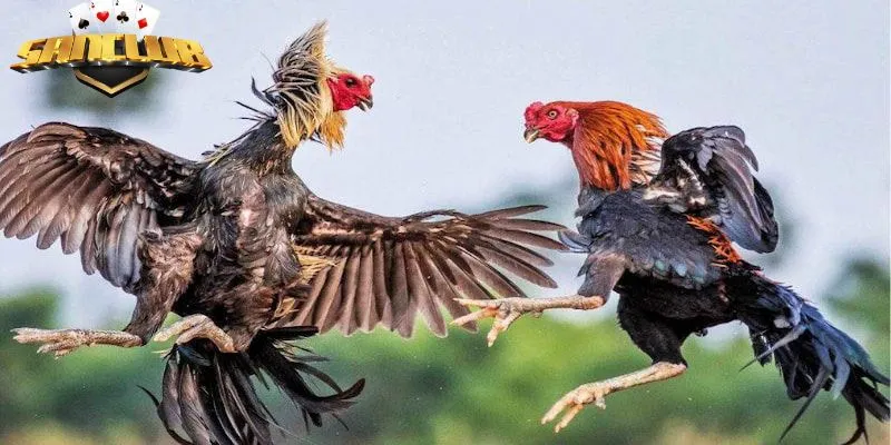 Các bình luận viên trực tiếp có chuyên môn và sự hài hước