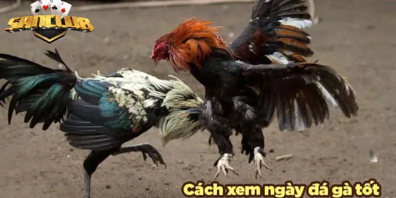 Chọn màu lông gà đá hợp theo mùa