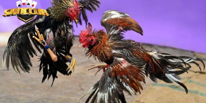 Cổng game luôn mang đến các trận chiến mới nhất