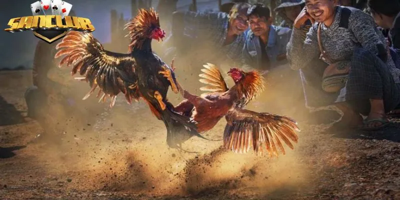 Đá Gà Casino Campuchia - Lựa Chọn Giải Trí Hoàn Hảo Sanclub