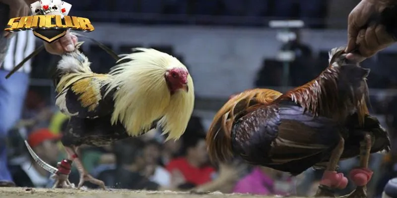 Đá gà casino Campuchia truyền thống cực hấp dẫn