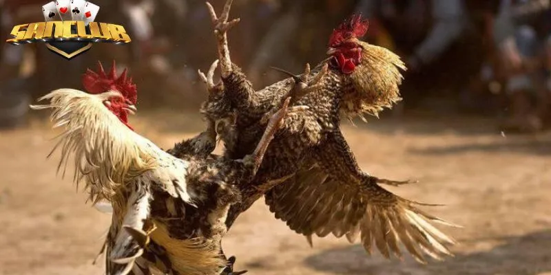 Đá gà casino mang đến cho người chơi hình thức cược trực tuyến