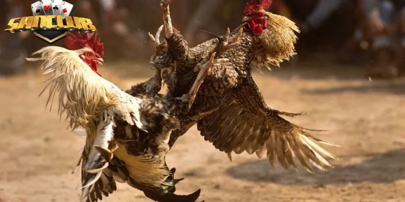 Đá gà Sanclub mang đến những trải nghiệm thú vị, an toàn