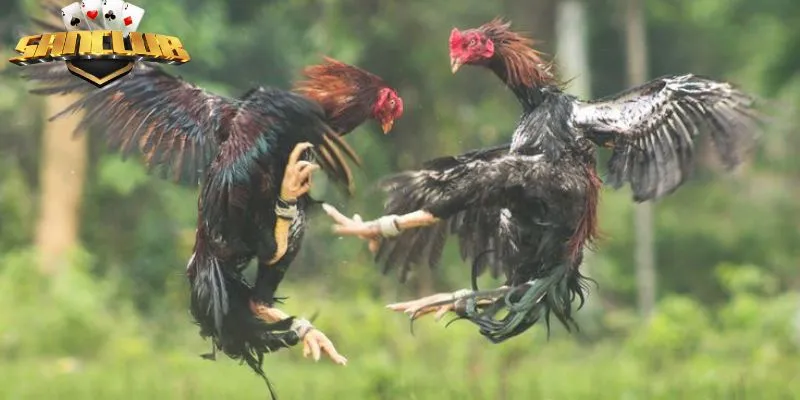 Hướng dẫn cách vào xem đá gà cực chuẩn tại Sanclub