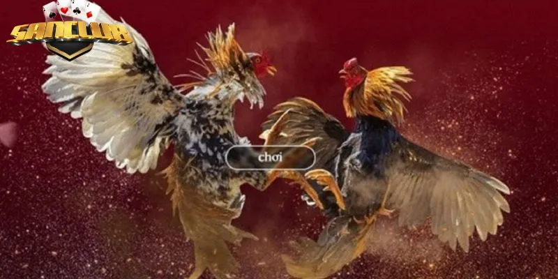 Hướng dẫn tham gia sảnh đá gà tại Sanclub đơn giản