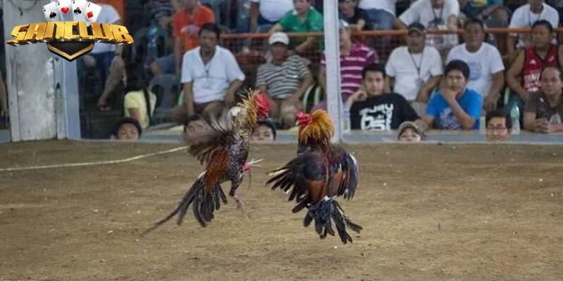 Một số quy định cần nắm rõ khi xem đá gà cựa sắt mới nhất