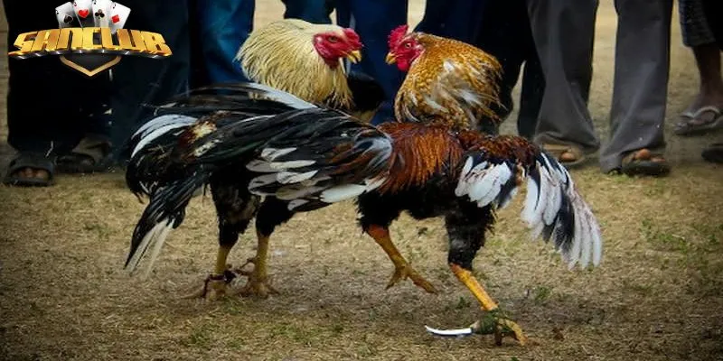 Một vài lưu ý khi tham gia chơi đá gà