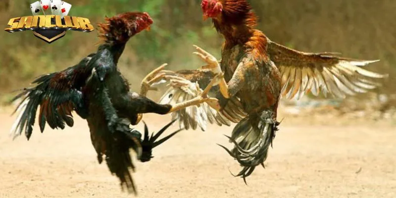 Sảnh game mang đến những ván đầu lớn, kịch tính