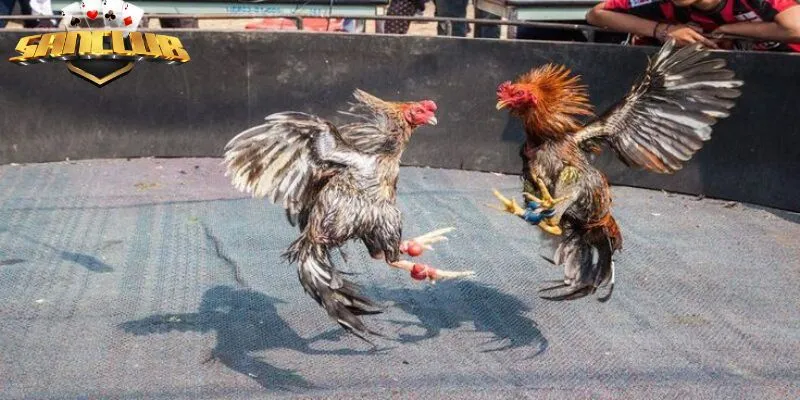 Tham gia chơi cho bạn những lựa chọn đa dạng