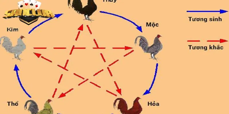 Thông tin quan trọng cần nhớ khi xem màu mạng gà đá