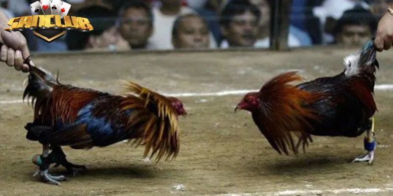 Tìm hiểu chi tiết về chiến kê trước khi cược