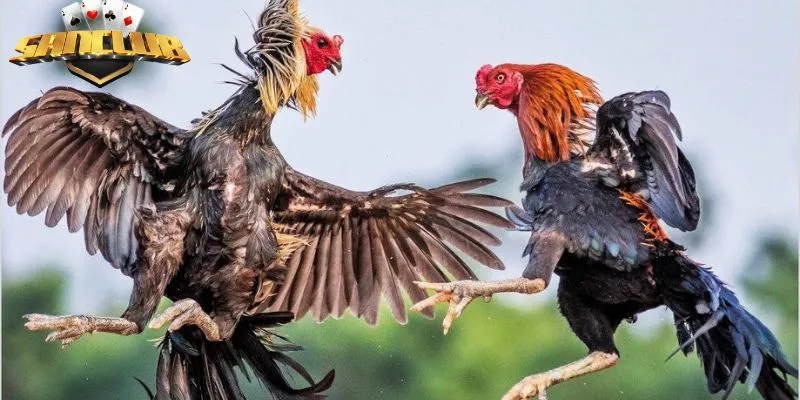 Tổng hợp các cách xem màu mạng gà đá theo ngày chuẩn xác