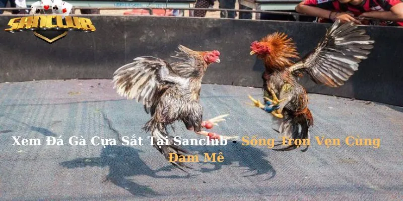 Xem Đá Gà Cựa Sắt Tại Sanclub - Sống Trọn Vẹn Cùng Đam Mê